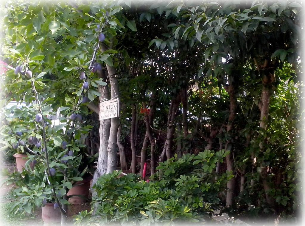 לאוטרה אדיפסאו Araliki Apartments & Studios מראה חיצוני תמונה